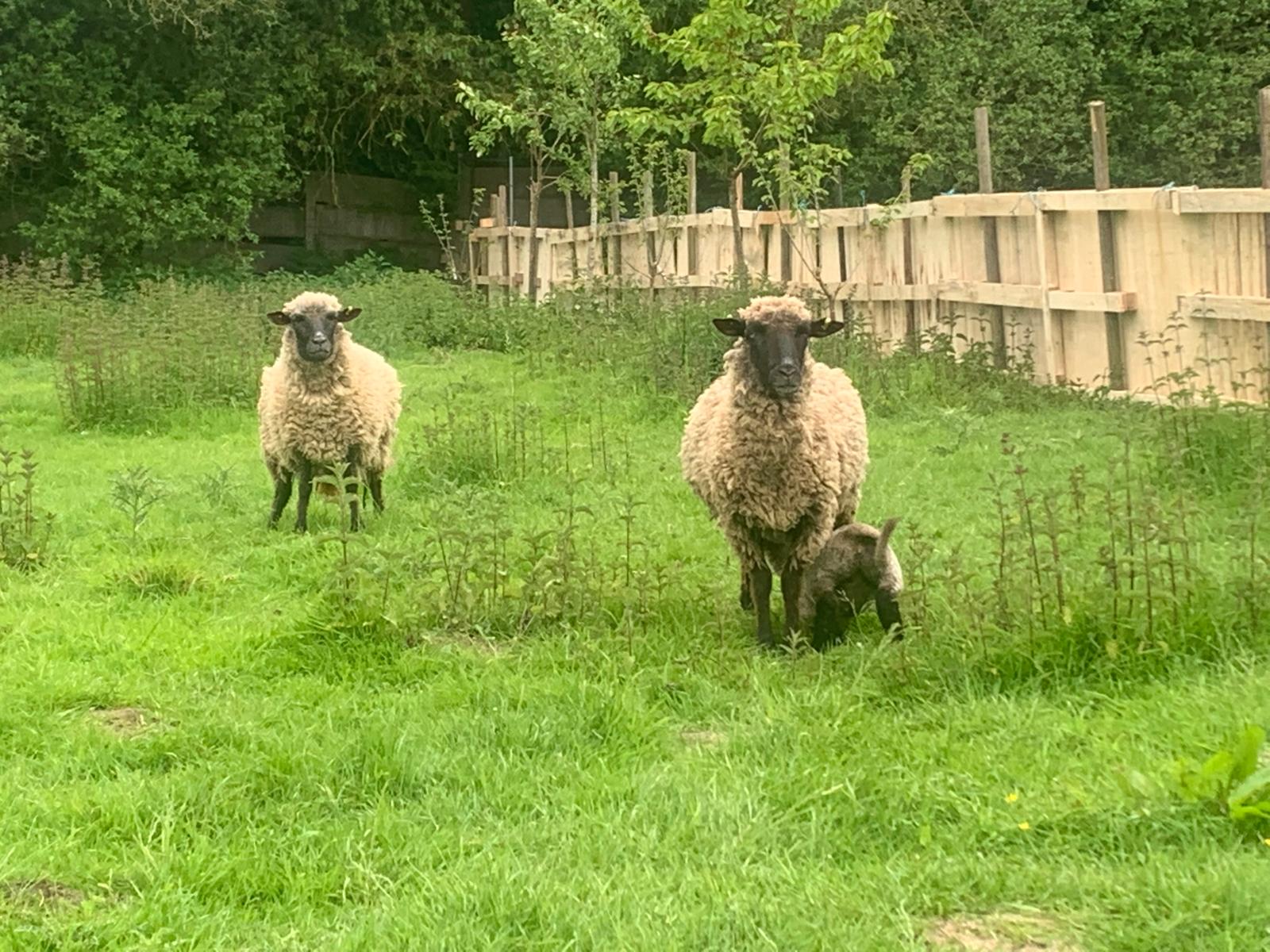 Moutons pour le désherbage naturel