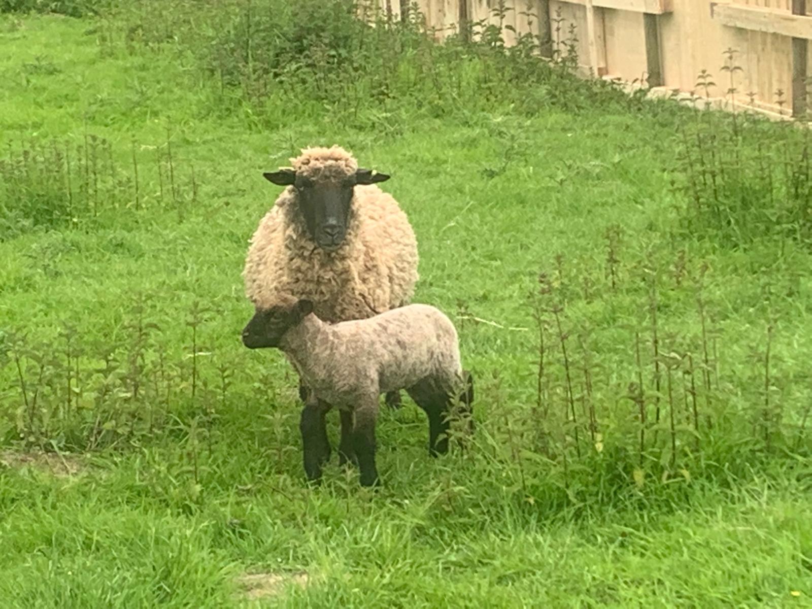 Soft Sheep à la Sapinière Bohy